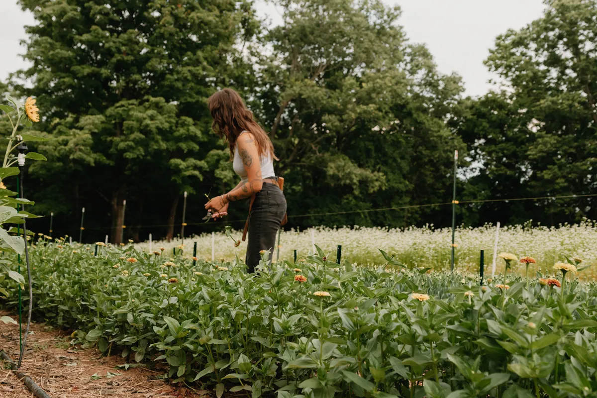 Abby cutting flowers in the field at Little Bend, rows of zinnias in the foreground and a haze of blooms behind her.