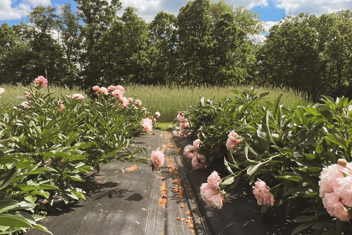 Pink peonies in the foreground at Little Bend, with the rye and vetch cover crop stretching back behind them.