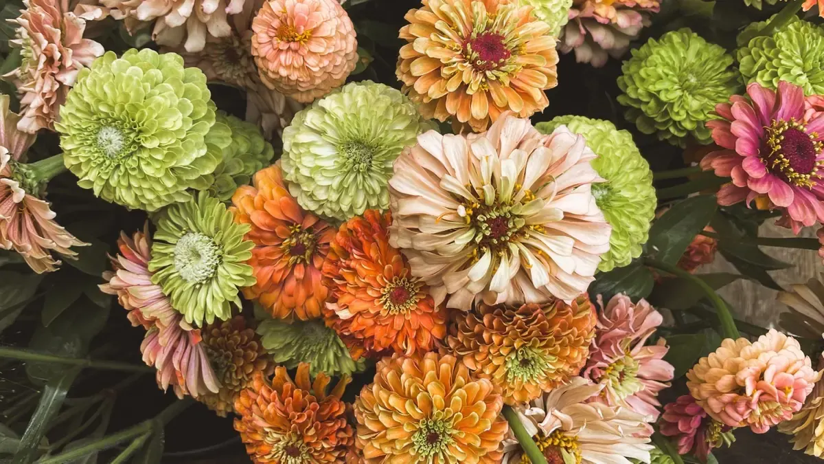 A close-up of zinnias in bloom at Little Bend.